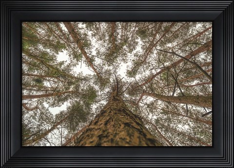 Framed Look Up Print