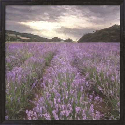 Framed Field of Lavender Print