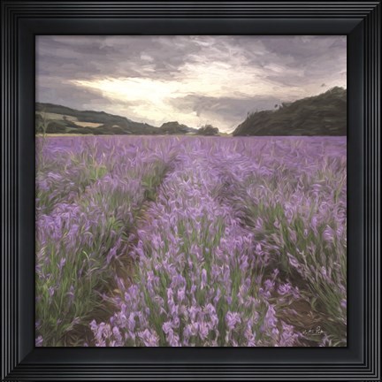 Framed Field of Lavender Print