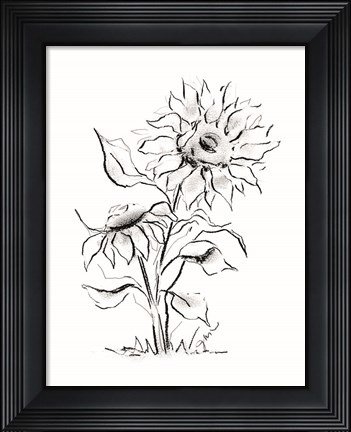 Framed Sunflower Charcoal Sketch Print