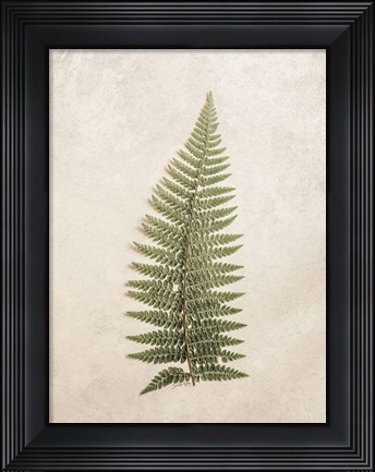 Framed Vintage Fern I Print