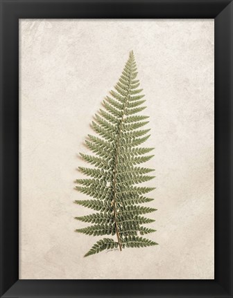 Framed Vintage Fern I Print