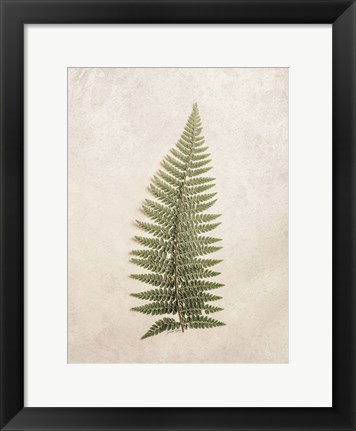 Framed Vintage Fern I Print