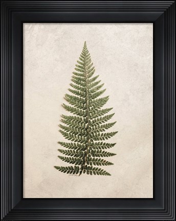Framed Vintage Fern II Print
