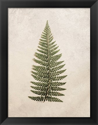 Framed Vintage Fern II Print