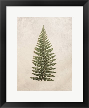 Framed Vintage Fern II Print