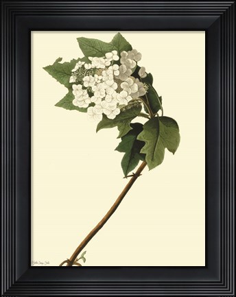 Framed Vintage Flower Bloom Print