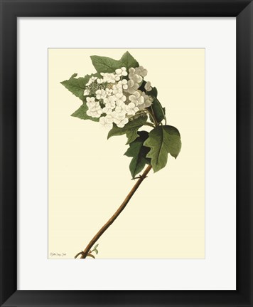 Framed Vintage Flower Bloom Print