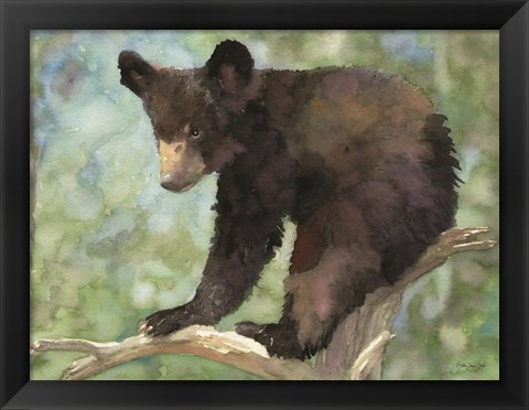 Framed Bear Cub in Tree 2 Print