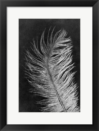 Framed Feather 3 Dark Print