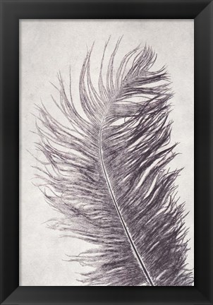 Framed Feather 4 Light Print