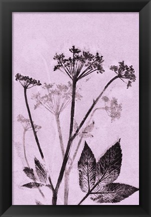 Framed Ground Elder Violet Print