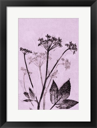 Framed Ground Elder Violet Print