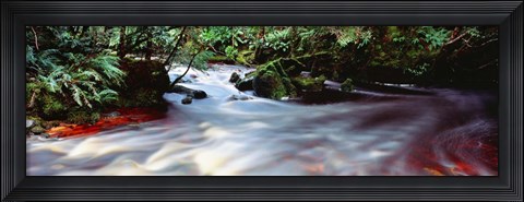 Framed Bird River, Tasmania, Australia Print
