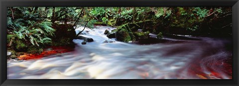 Framed Bird River, Tasmania, Australia Print