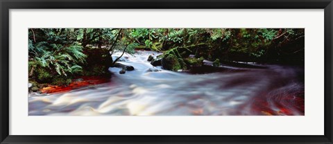 Framed Bird River, Tasmania, Australia Print
