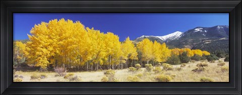 Framed Colorado, Beckwith Mountain, autumn Print