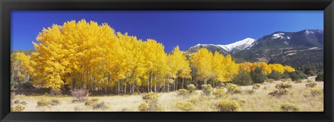 Framed Colorado, Beckwith Mountain, autumn Print