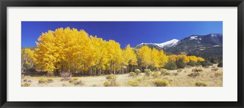 Framed Colorado, Beckwith Mountain, autumn Print