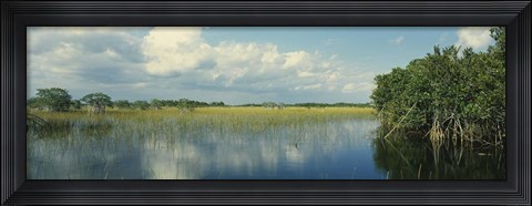 Framed Reflection of clouds in Mangrove swamp, Florida Print