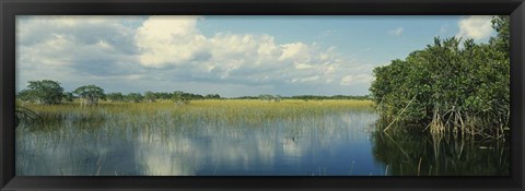 Framed Reflection of clouds in Mangrove swamp, Florida Print