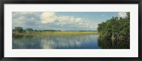 Framed Reflection of clouds in Mangrove swamp, Florida Print