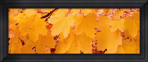 Framed Close-up of Maple Leaves on a tree Print