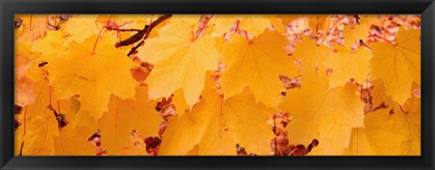 Framed Close-up of Maple Leaves on a tree Print