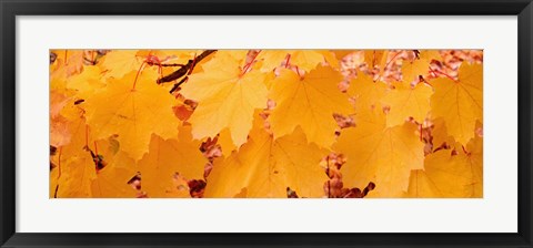 Framed Close-up of Maple Leaves on a tree Print
