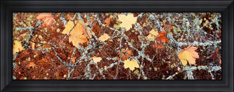 Framed Close-up of Maple Leaves Print