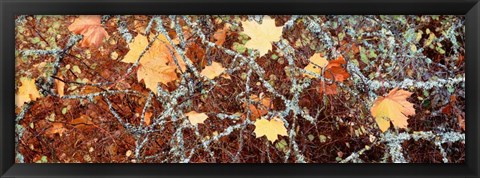 Framed Close-up of Maple Leaves Print