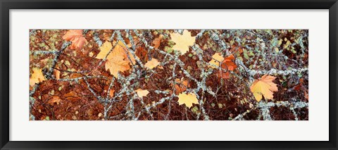 Framed Close-up of Maple Leaves Print