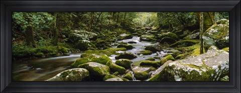 Framed River running through a forest, Tennessee Print