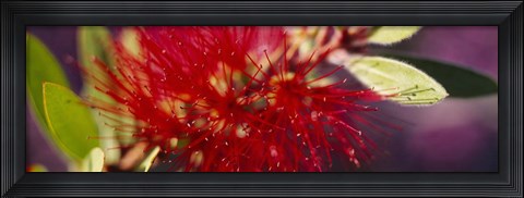 Framed Bottlebrush flower, Sacramento Print