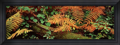 Framed Fallen tree Print