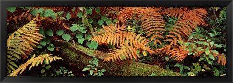 Framed Fallen tree Print