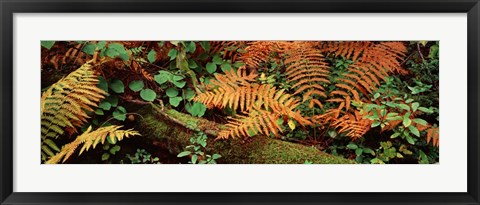 Framed Fallen tree Print