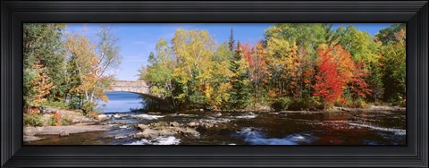 Framed Trees Near A River, Bog River, New York State Print