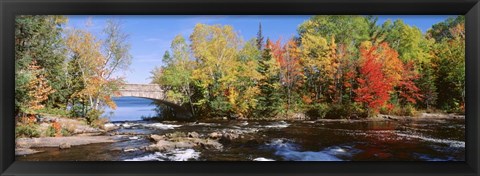 Framed Trees Near A River, Bog River, New York State Print
