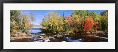 Framed Trees Near A River, Bog River, New York State Print