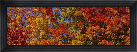 Framed Trees in Adirondack Mountains, New York State Print