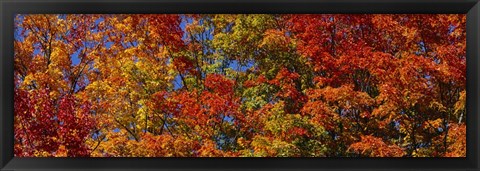 Framed Trees in Adirondack Mountains, New York State Print