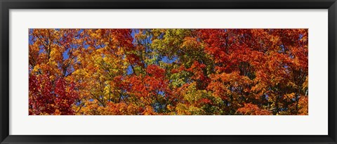 Framed Trees in Adirondack Mountains, New York State Print