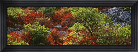 Framed Trees in the forest, West Virginia Print