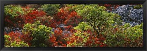 Framed Trees in the forest, West Virginia Print