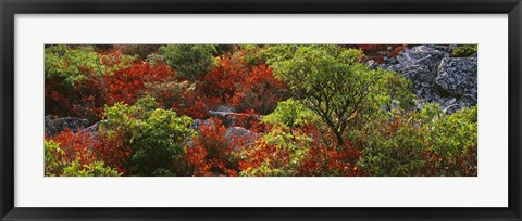 Framed Trees in the forest, West Virginia Print