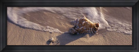 Framed Conch Shell on the beach, Cayman Islands Print