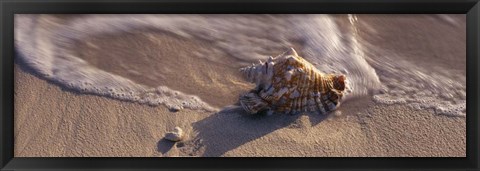 Framed Conch Shell on the beach, Cayman Islands Print