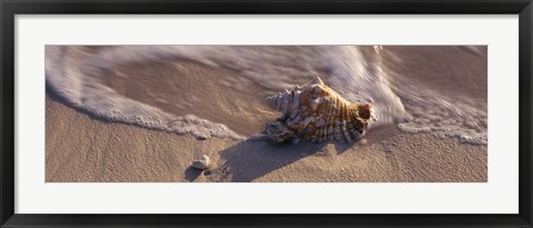 Framed Conch Shell on the beach, Cayman Islands Print