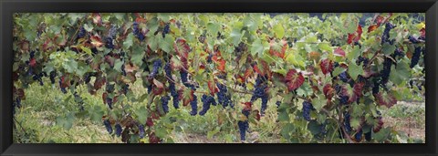 Framed Bunch of grapes in a vineyard, Keuka Lake, Finger Lakes Print